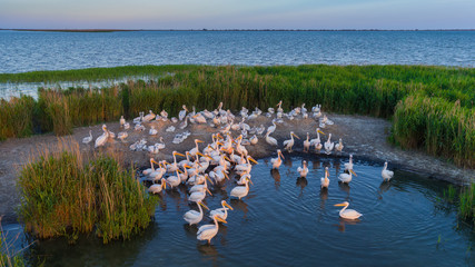 Fototapeta na wymiar white pelicans (pelecanus onocrotalus) in Danube Delta Romania
