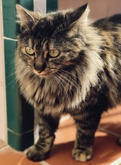 Gato pelo largo. Maine Coon. Salvaje