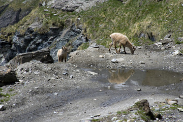 I camosci si vanno ad abbeverare nel laghetto in alta montagna