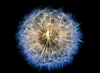close up of Dandelion, spring abstract color background