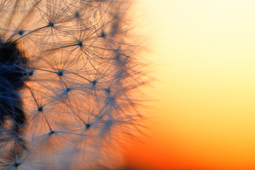 close up of Dandelion abstract color in sunset