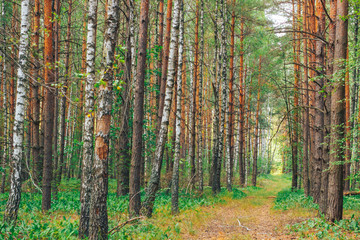 beautiful forest landscape. Ukraine