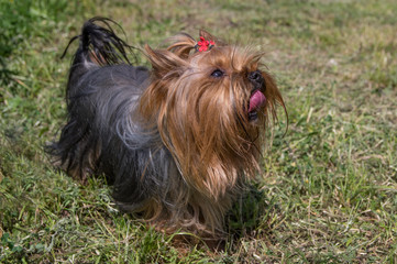 Yorkshire terrier faithfully looks at the owner.