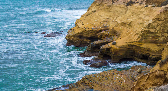 cliffs with seabirds overlooking Pacific ocean at Point Loma San Diego