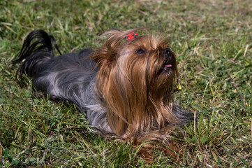 Yorkshire terrier lie down and faithfully look at the master at the top.