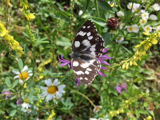 Augenfalter - Melanargia galathea - Schachbrett