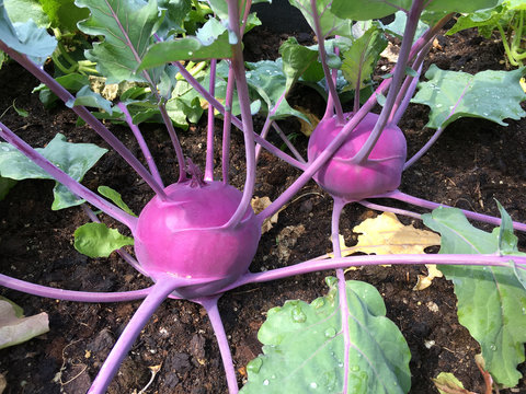 Kohlrabi