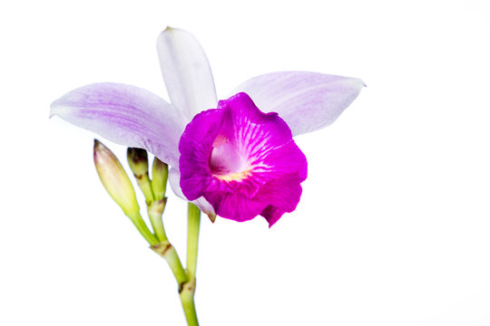 bamboo orchid on white