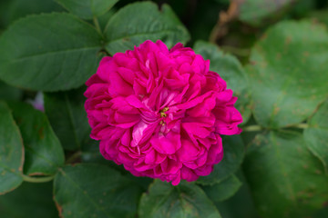 Old fashioned fragrant garden rose 'Rose de Rescht'