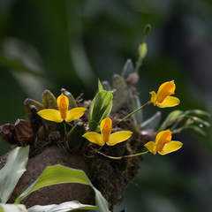 The Sweet Scented Lycaste (Lycaste aromatica)