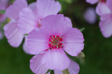 Purple clarkia (Clarkia purpurea) flowers
