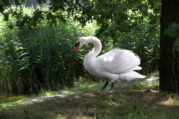 White big swan standing, green background