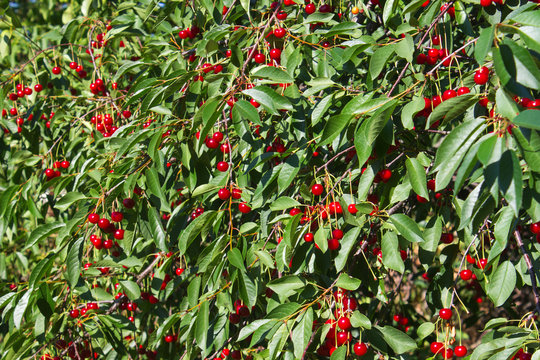 A lot of ripe cherries on a tree, a summer day