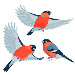 Bullfinches on white background / There are one sitting bullfinch and two flying bullfinches in cartoon style
