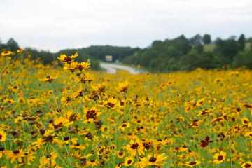 Highway Flowers