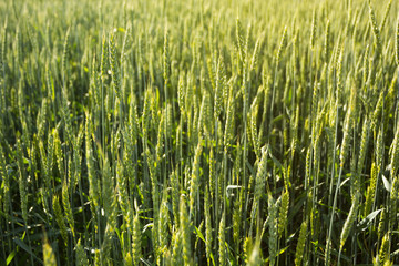 Background of a green wheat field, spikelets in the sunlight.