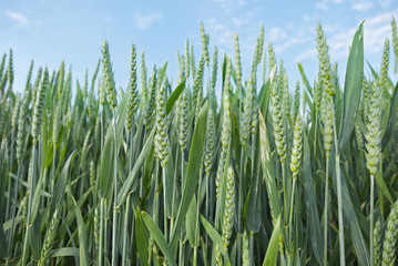 Green unripe wheat 