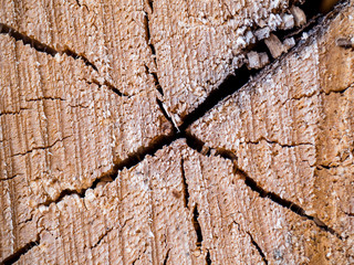 cut log