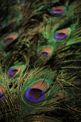 Naklejka premium Peacock feathers