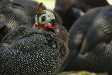 Helmperlhuhn putzt sein Gefieder