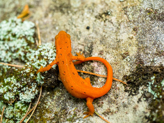 eastern red spotted newt