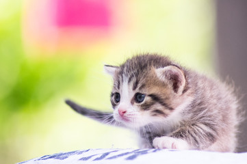 kitten