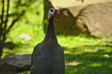 einzelnes Helmperlhuhn