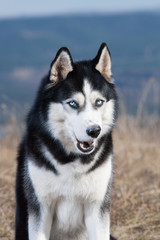 Cheerful happy blue-eyed husky