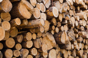 Wooden pine logs with bark