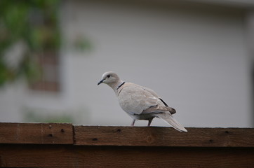 Pigeon