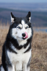 Cheerful happy blue-eyed husky
