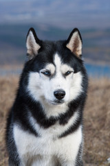 Cheerful happy blue-eyed husky