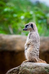 Fototapeta premium Meerkat (Suricata suricatta) sentry