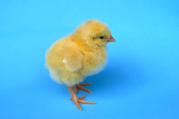 chick on blue background studio closeup