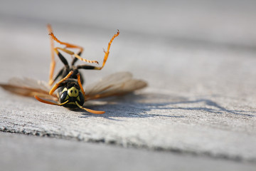 dead wasp on wooden table