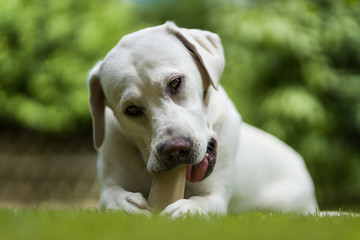 Hungriger labrador retriever hund welpe frisst ein Leckerli im Garten und nutzt dafür seine Pfoten
