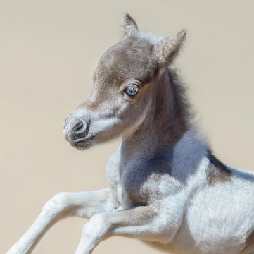 Portrait of pinto newly born foal in motion. American miniature horse.