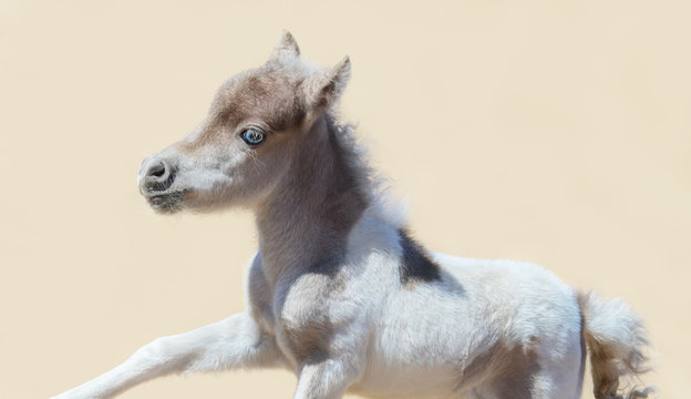 Pinto newly born foal in motion. American miniature horse.