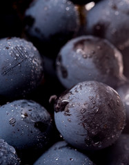 Closeup , dark bunch of grape in low light on black isolated background , macro shot , water drops , berry stone 
