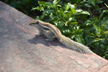 Indian Squirrel