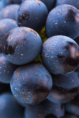 Closeup , dark bunch of grape in low light on black isolated background , macro shot , water drops , berry stone 