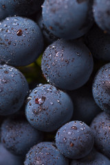 Closeup , dark bunch of grape in low light on black isolated background , macro shot , water drops , berry stone 