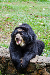 Obraz na płótnie Canvas Spectacled bear (Tremarctos ornatus) in captivity