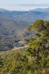 Fototapeta premium tropical rainforest in Tamborine National Park, Queensland, Australia
