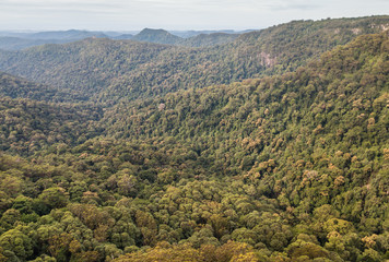 Fototapeta na wymiar Gondwana rainforest in Tamborine National Park, Queensland, Australia