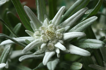 Edelweiss