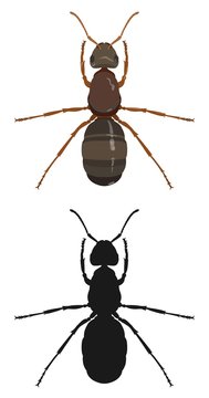 Ant, color image and silhouette. Vector illustration.