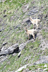 Giovani camosci sulle pendici della montagna ,alla ricerca di cibo.