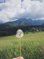Dandelion in the mountains