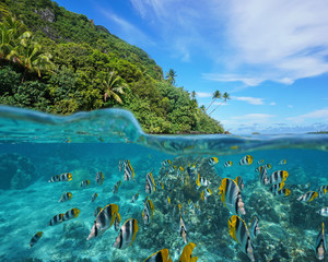 Obraz premium Over and under the sea near the shore of a lush wild coast with a school of tropical fish underwater split by waterline, Huahine island, Pacific ocean, French Polynesia